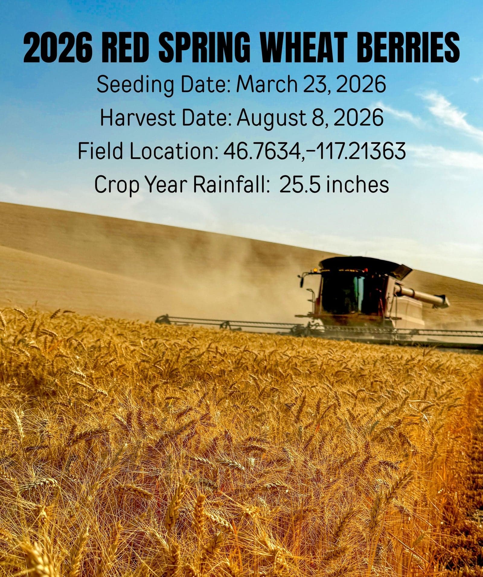 Red Spring Wheat - 5 lb image 3