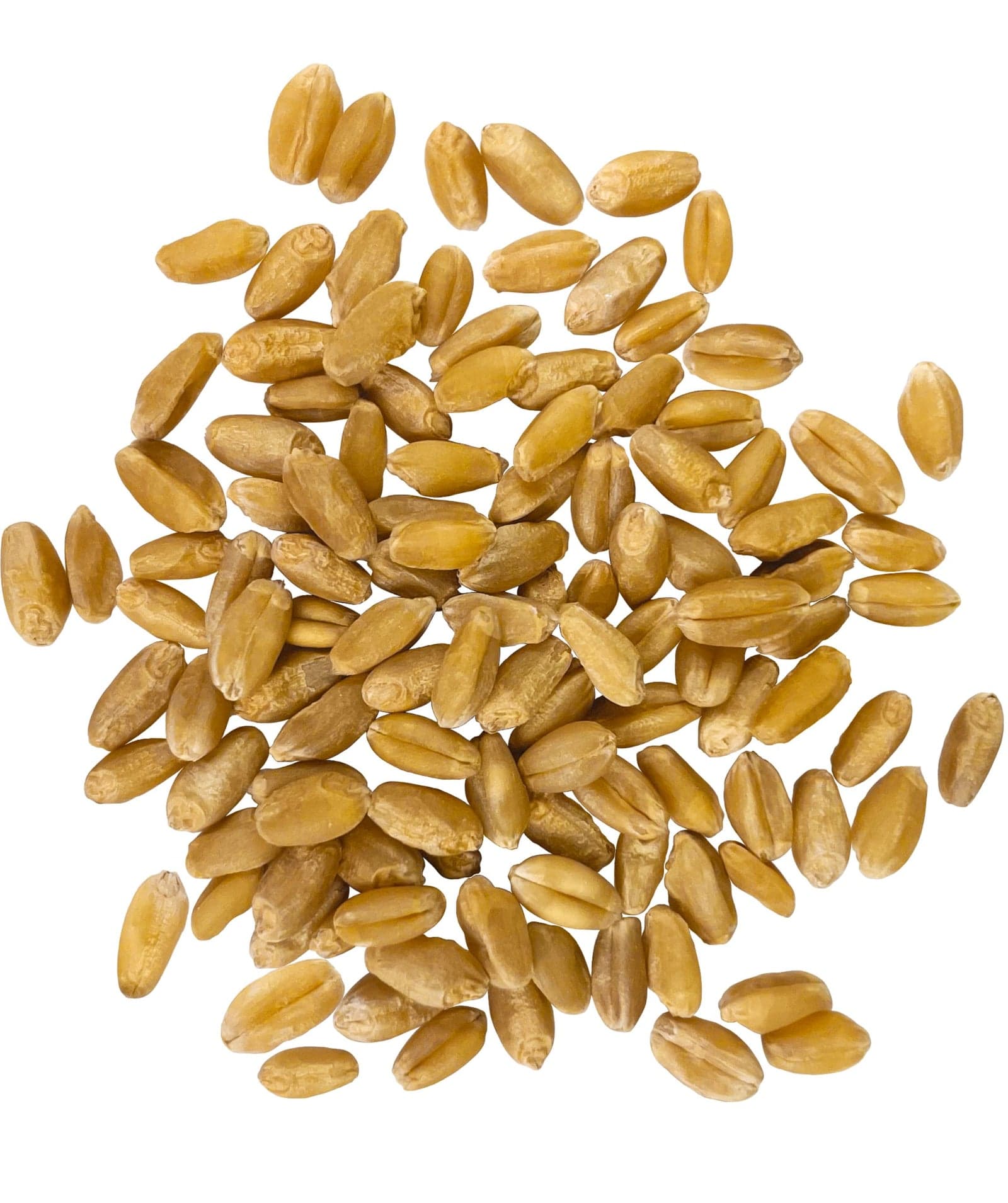 Hard White Wheat Berries - 18 lb