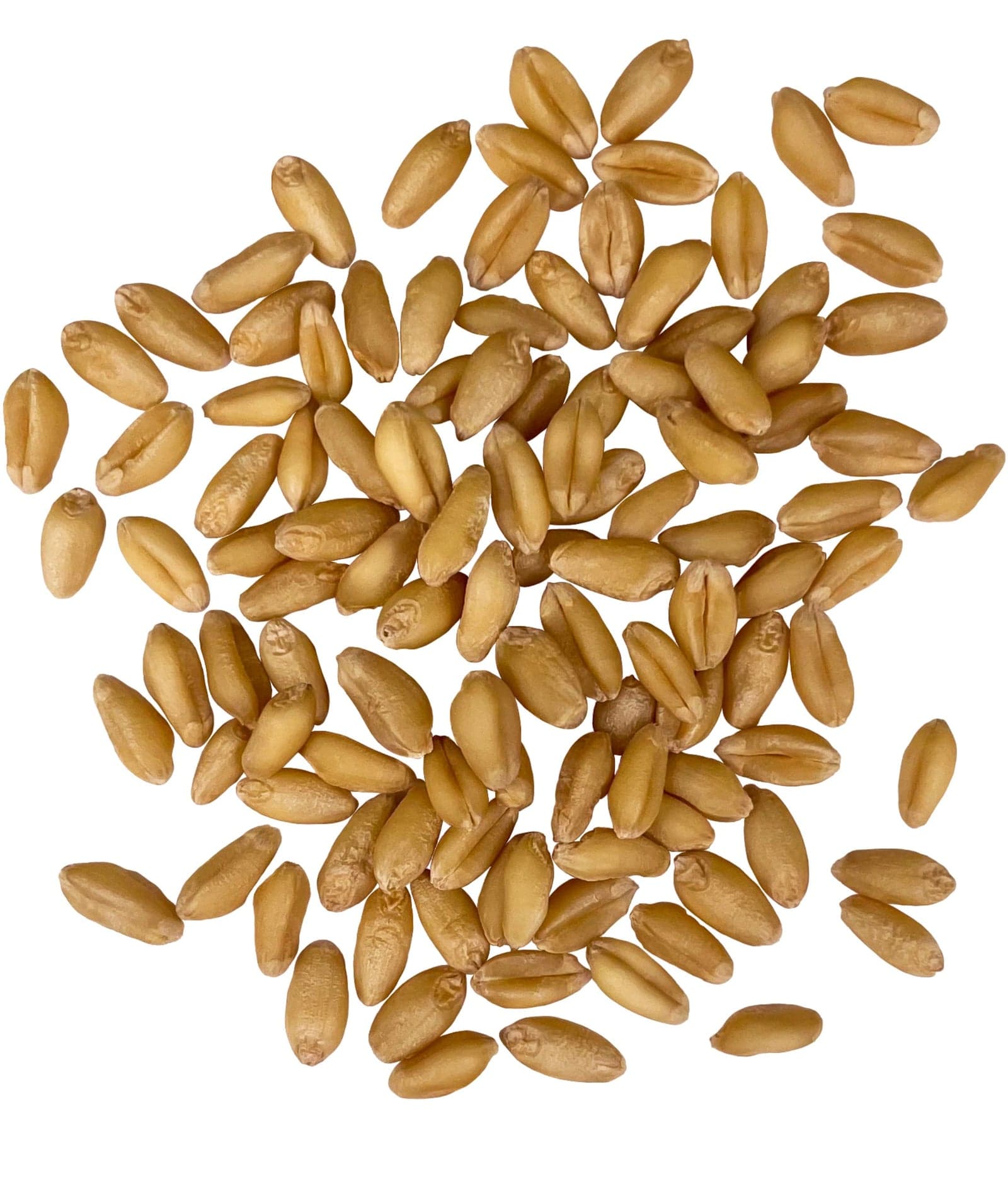 Soft White Wheat Berries - 18 lb