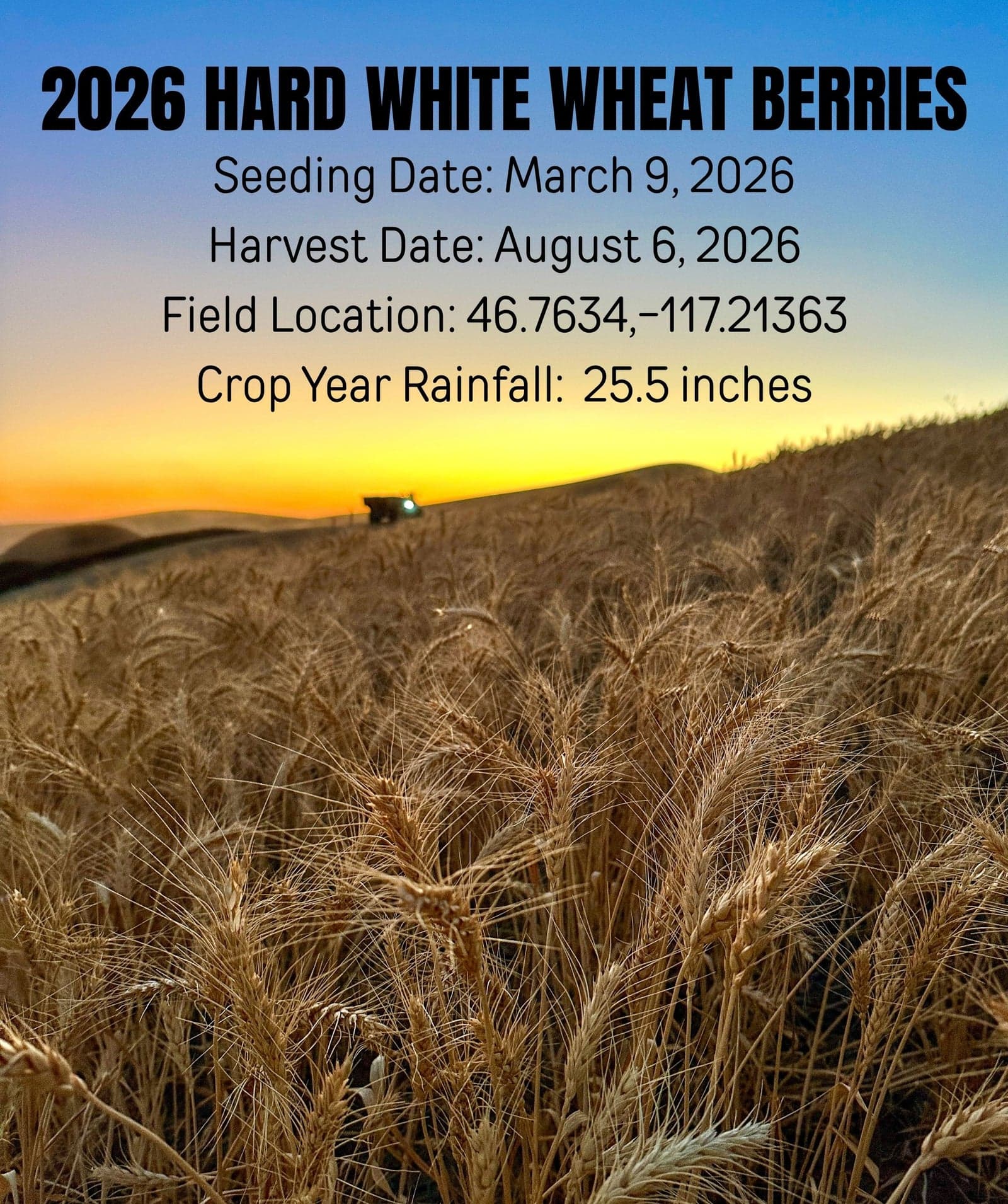 Hard White Wheat - 5 lb image 3