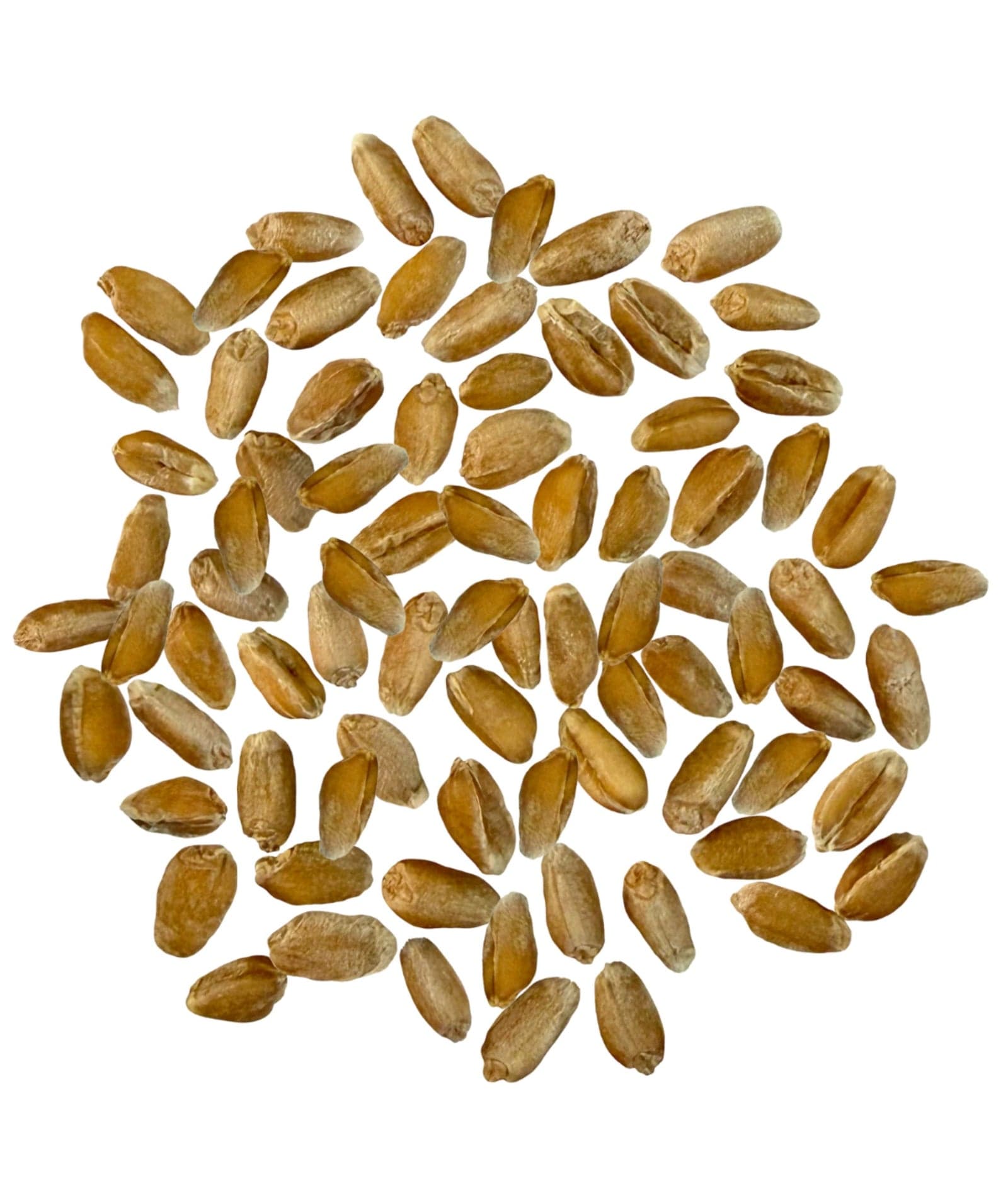 Spelt Berries - 18 lb