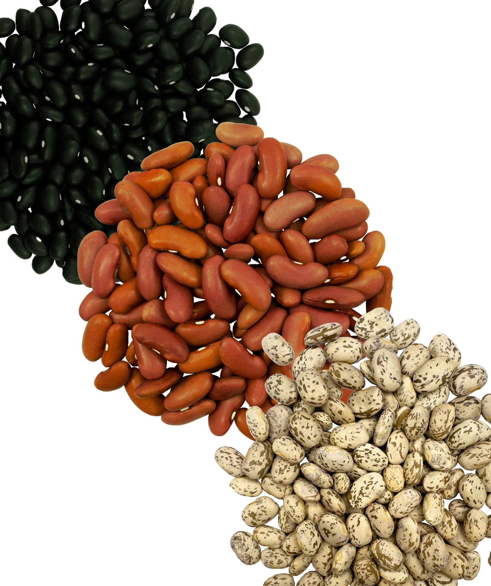 Bean Variety Bundle - 12 lb image 2
