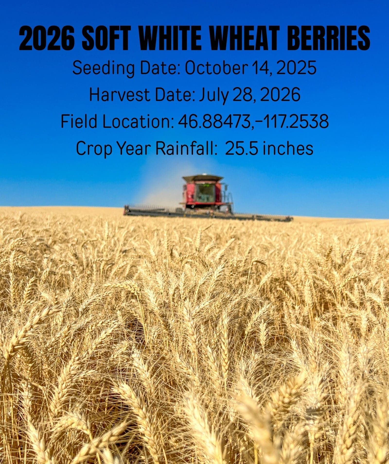 Wheat Variety Bundle - 12 lb image 3