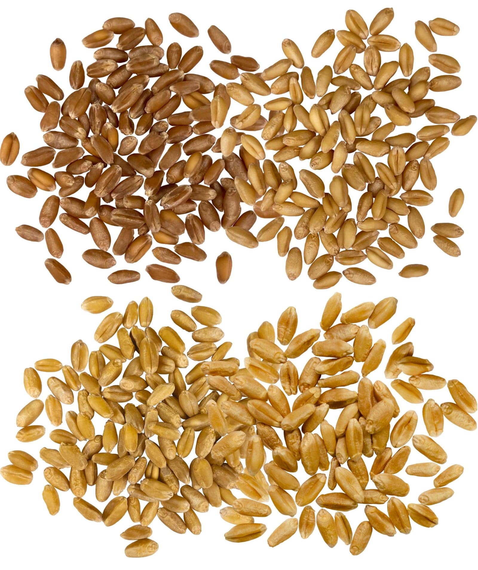 Wheat Variety Bundle - 12 lb image 2