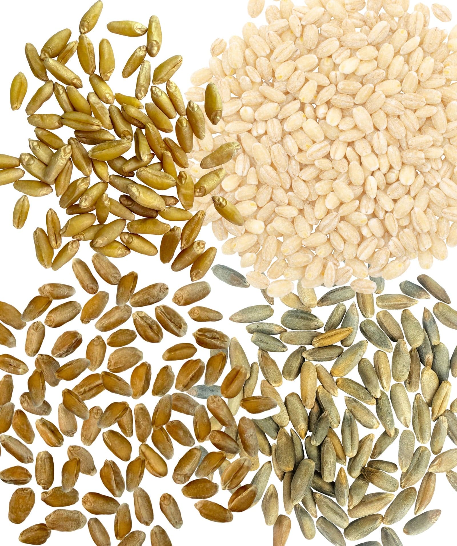 Grain Variety Bundle - 4 lb image 2