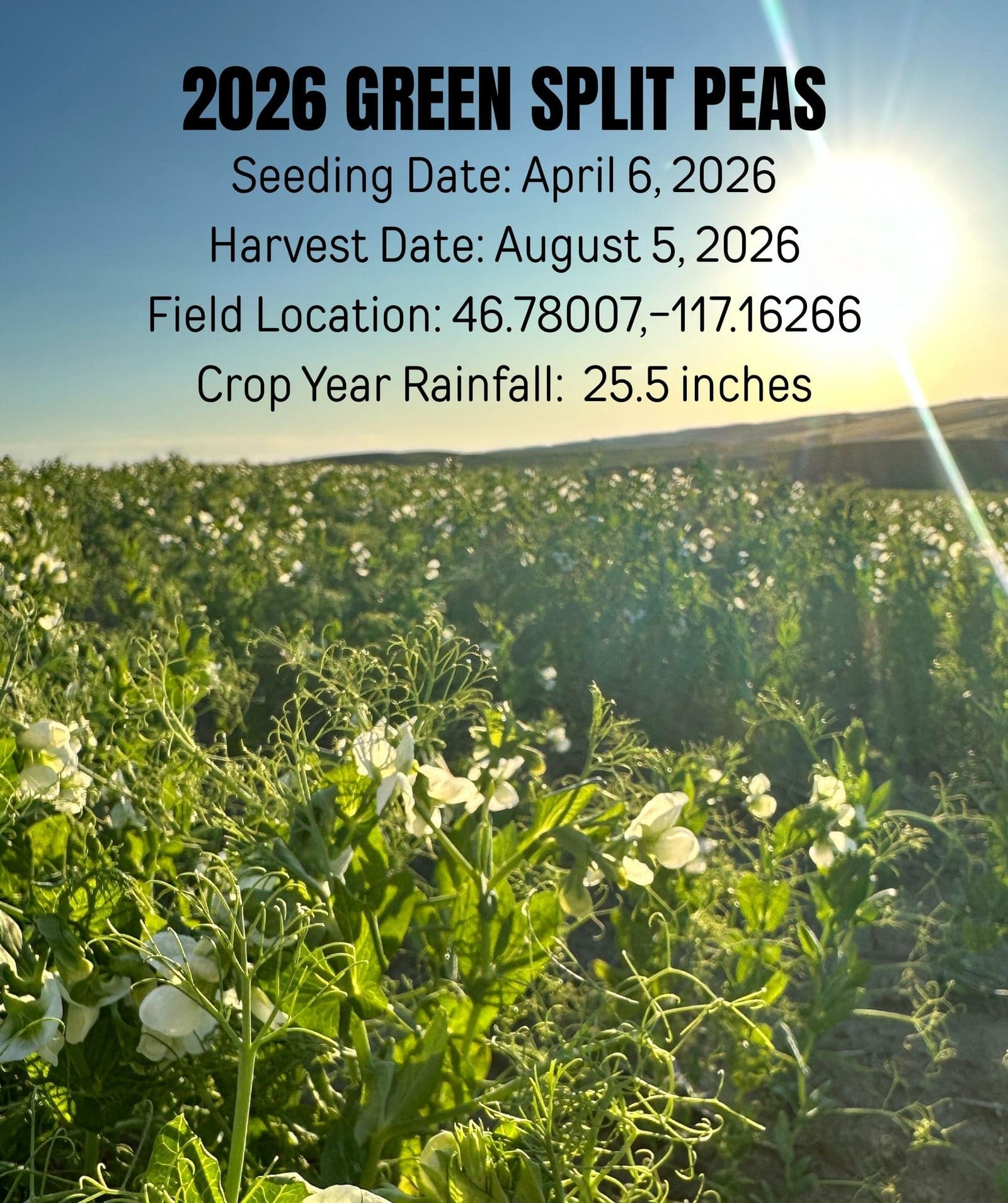 Green Split Peas - 5 lb image 3