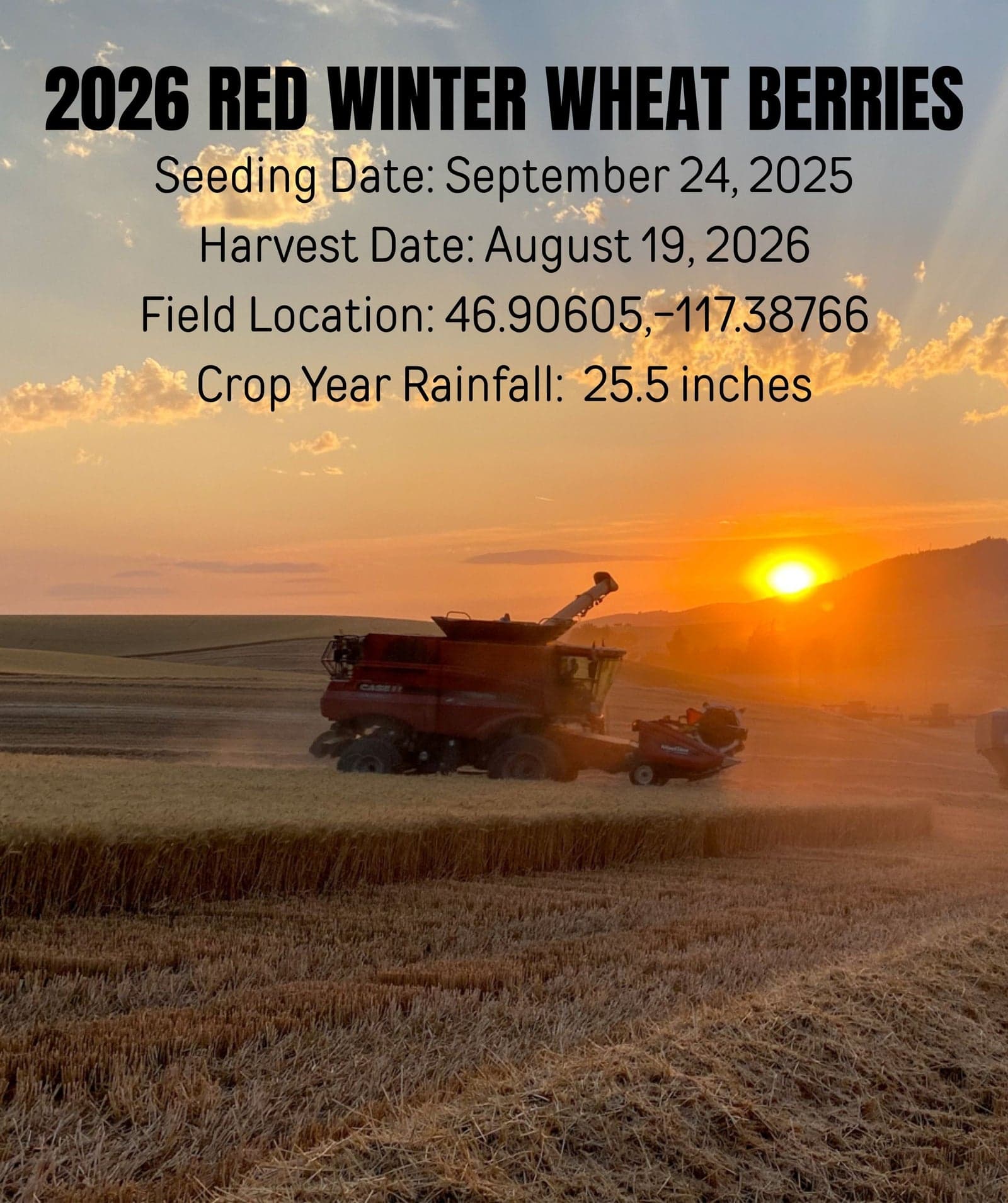 Hard Red Winter Wheat Berries - Value Pack - 15 lb image 3