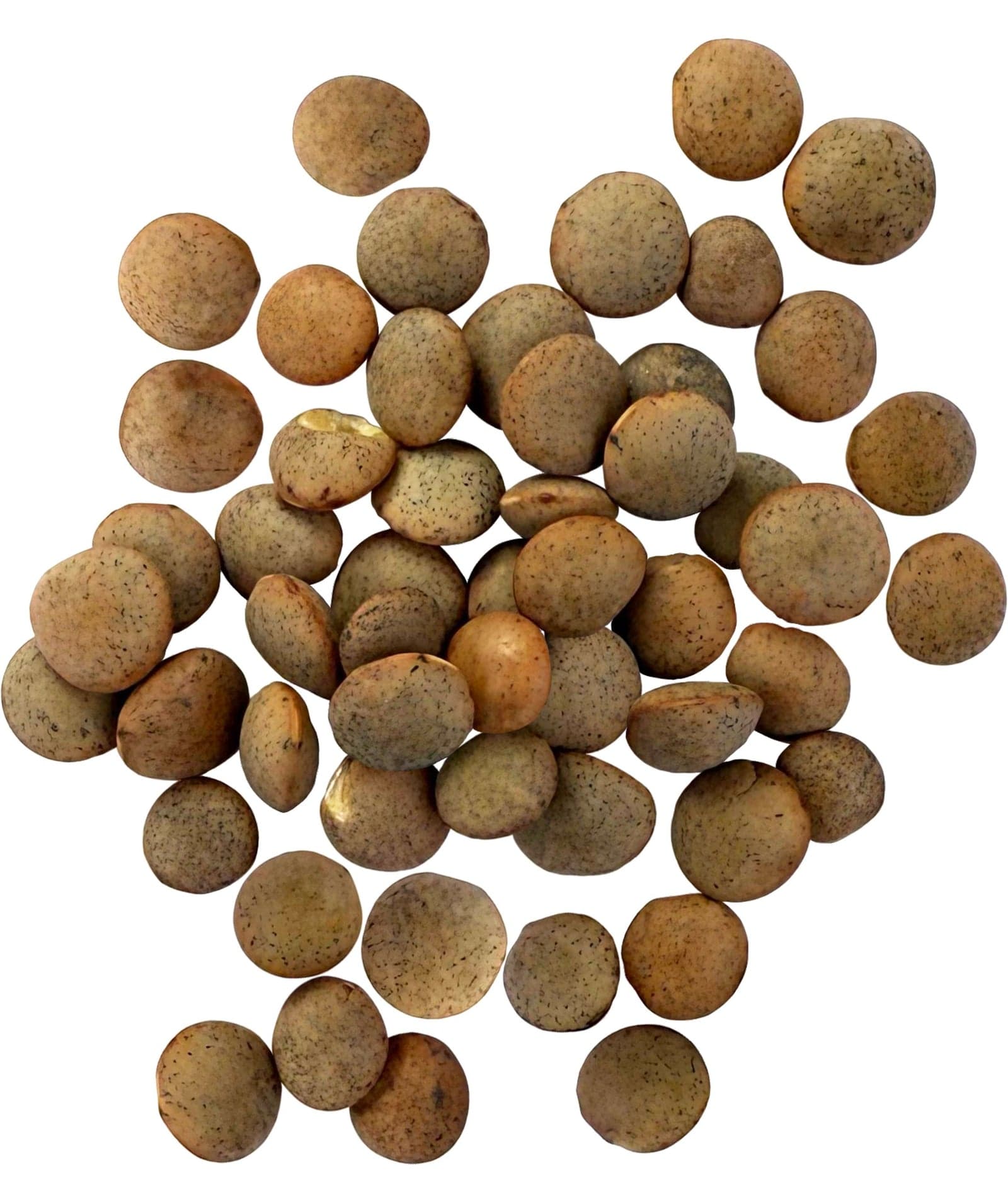 Brown Lentils - 25 lb Bag image 2