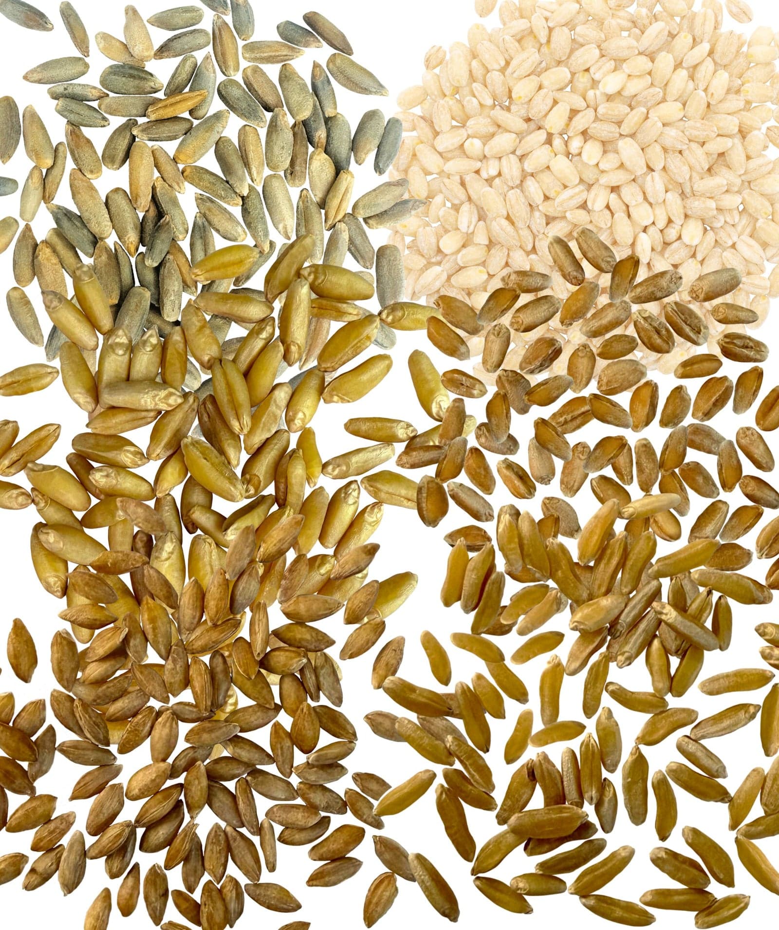 Grain Variety Bundle - 24 lb image 2