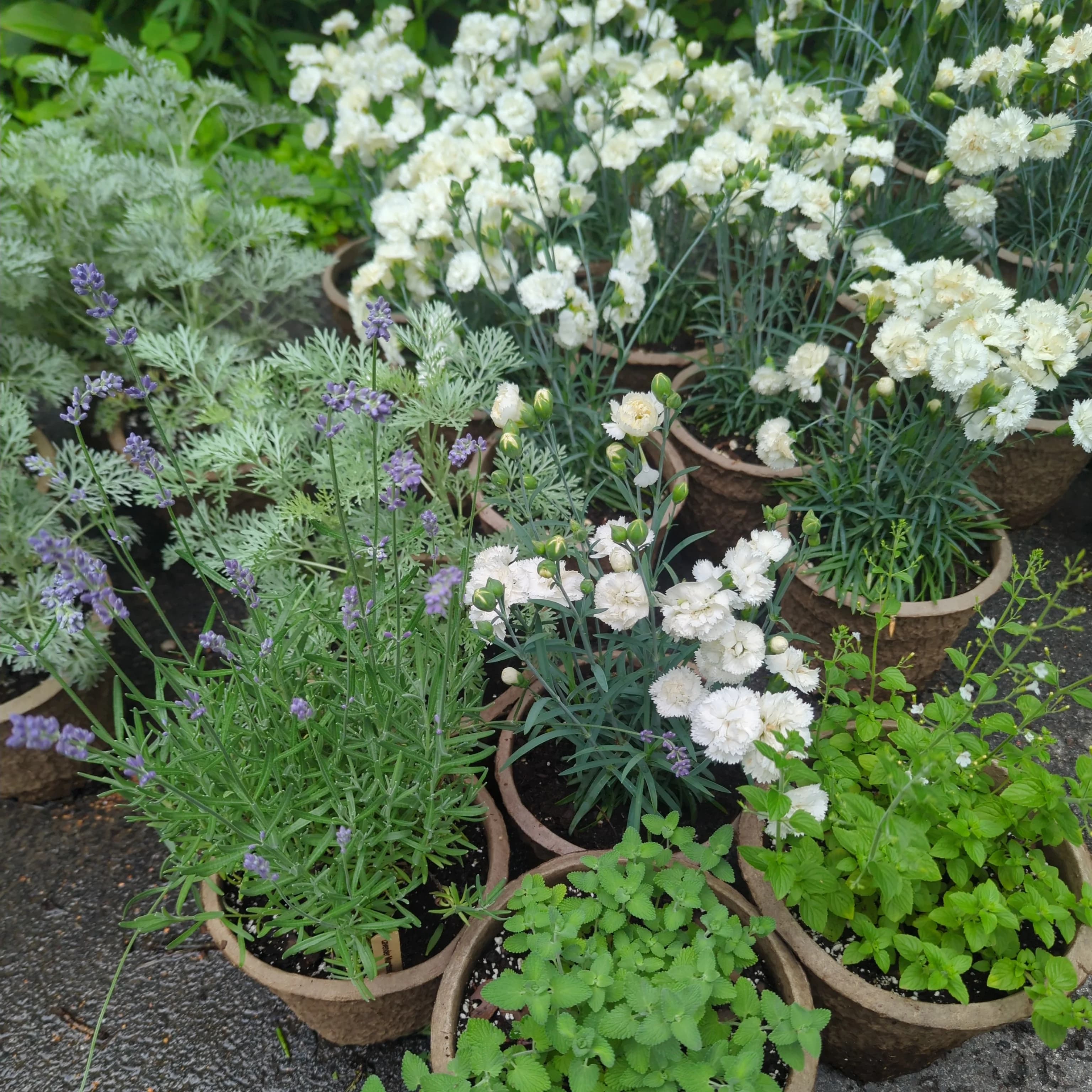 Perennial Pot