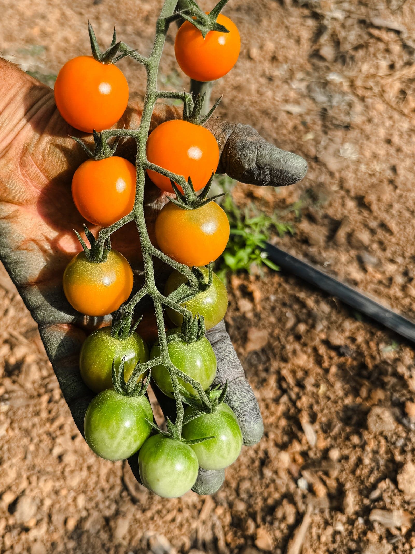 Cherry Tomato Pint